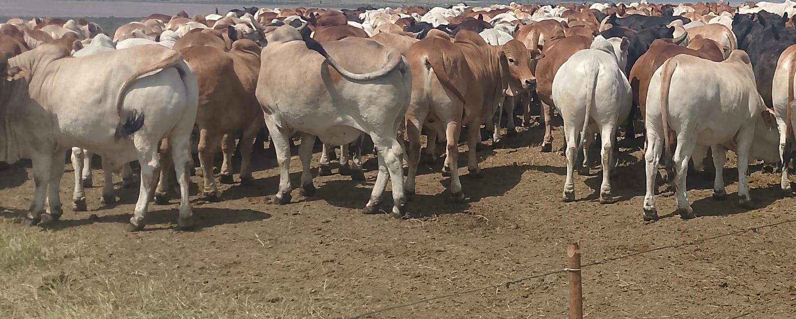 Kalenjin MPs, elders to visit Raila's Bondo home, present 80 bulls