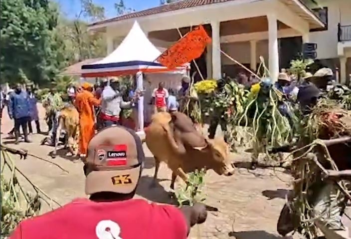 Luo elders perform 'Tero Buru' ritual at Raila's Opoda home